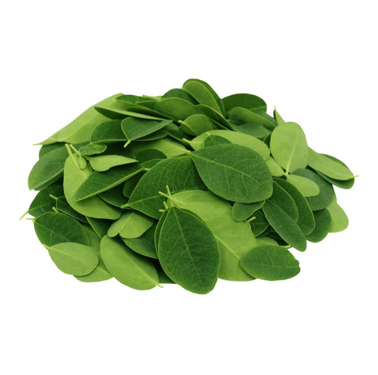 Feuilles de Moringa